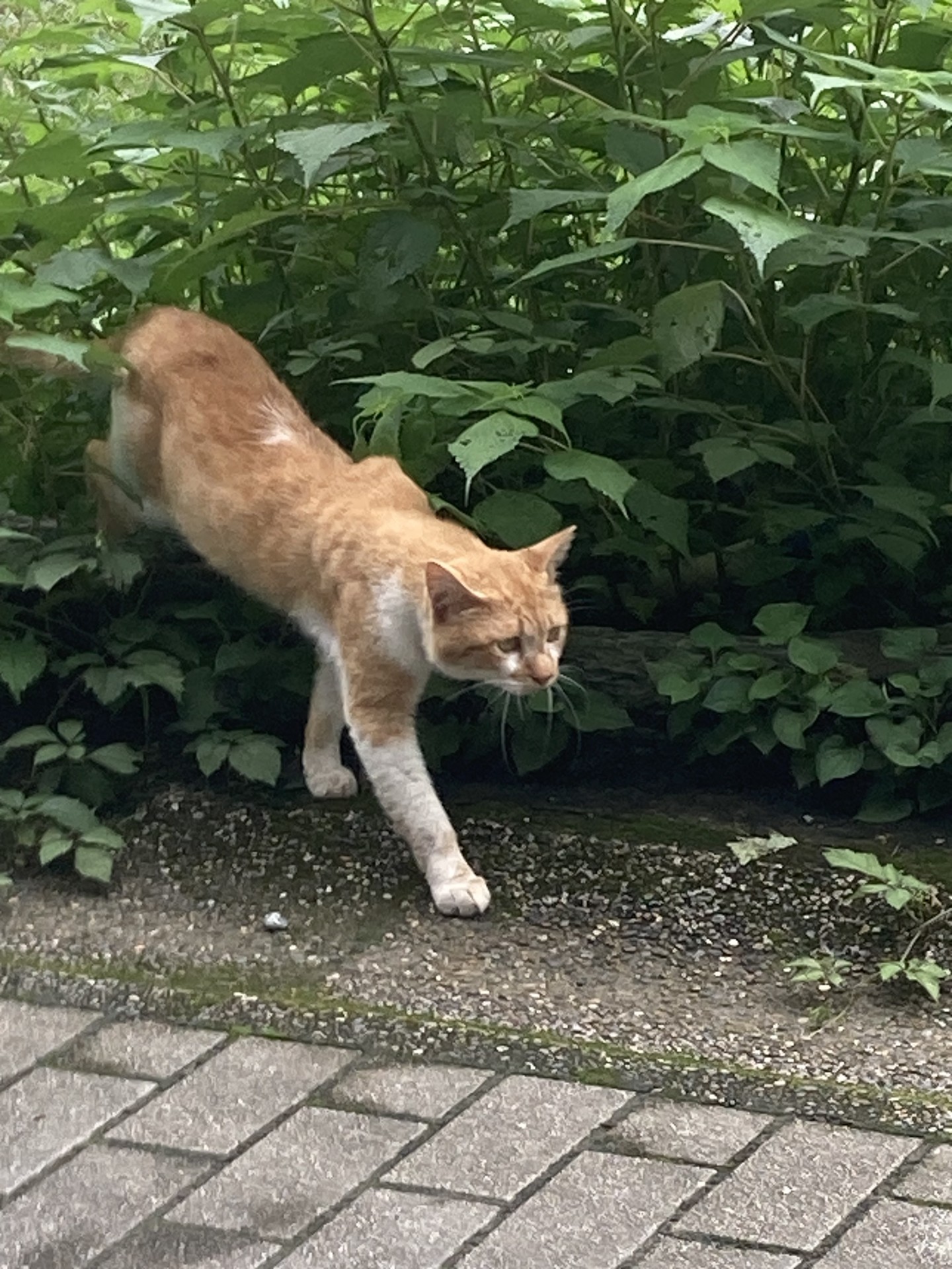 TNR予定の猫