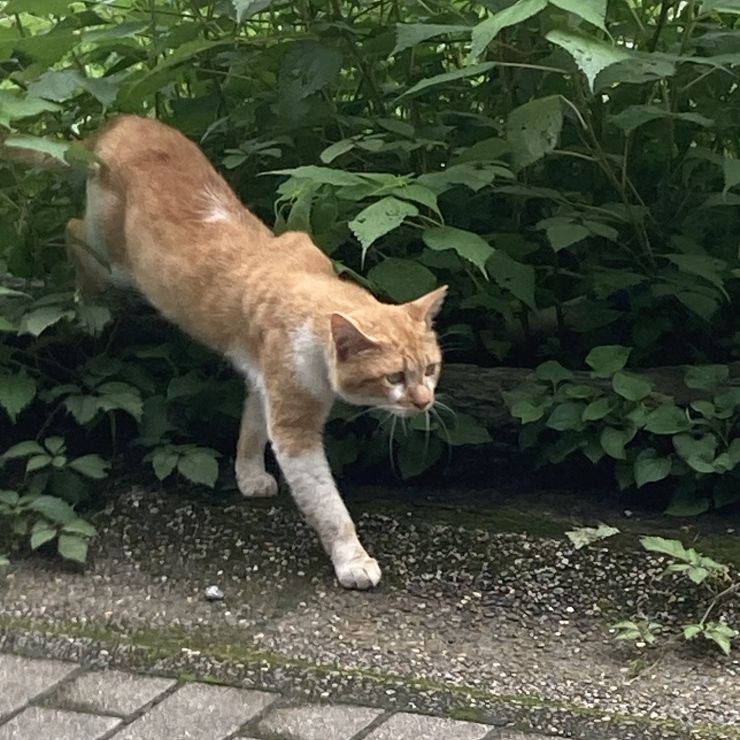 TNR予定の猫