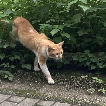 TNR予定の猫