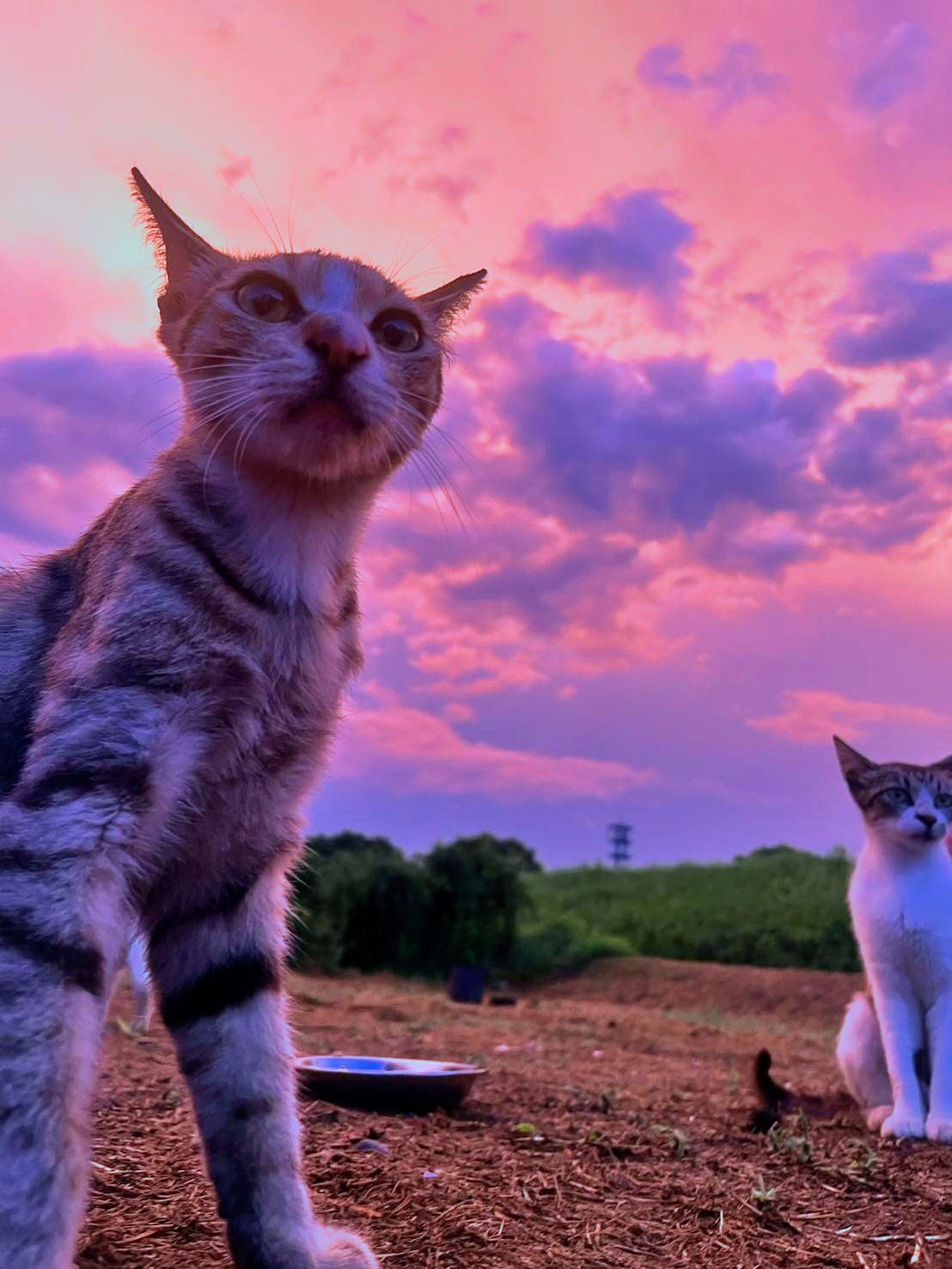今日から私達さくらねこ！