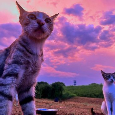 今日から私達さくらねこ！