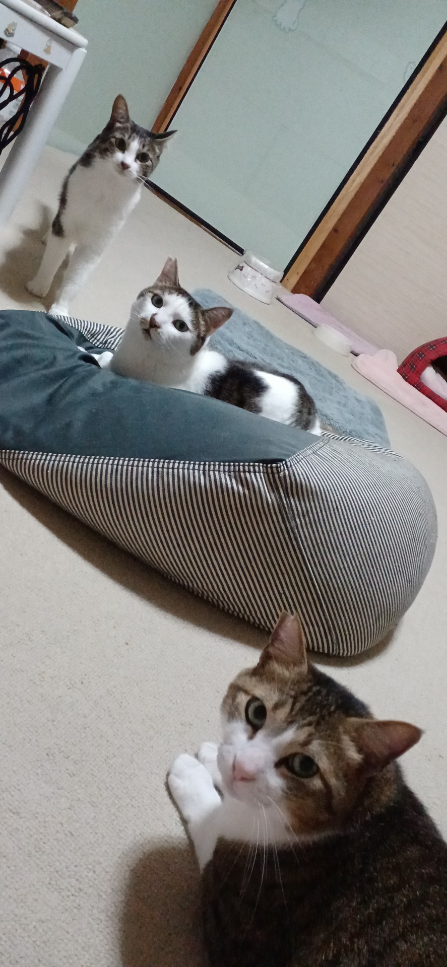 ツンデレトリオ