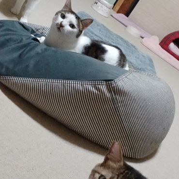 ツンデレトリオ