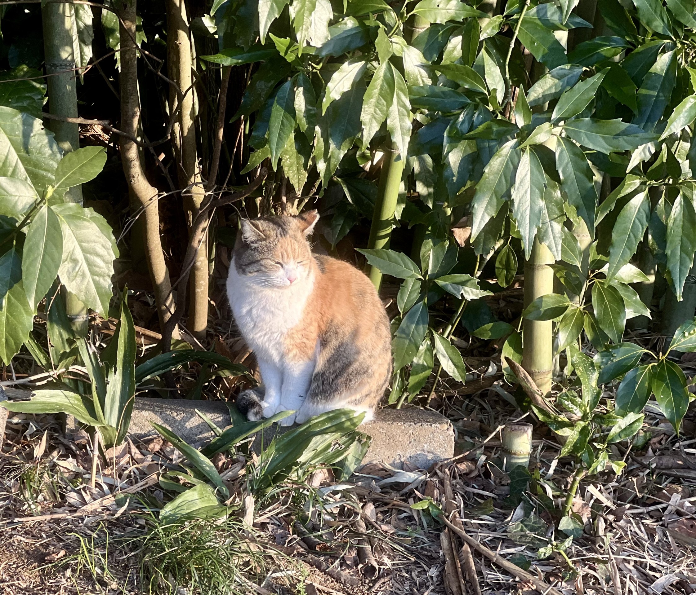 わたし、写真撮られるの嫌いなの！　ぷい　じみ三毛ちゃん