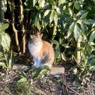 わたし、写真撮られるの嫌いなの！　ぷい　じみ三毛ちゃん