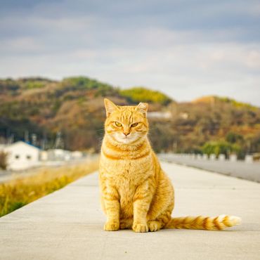 そこにある意思