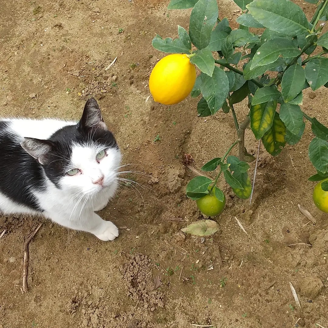 モーモーちゃんとレモン🍋