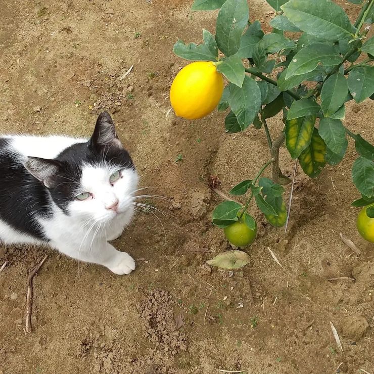 モーモーちゃんとレモン🍋