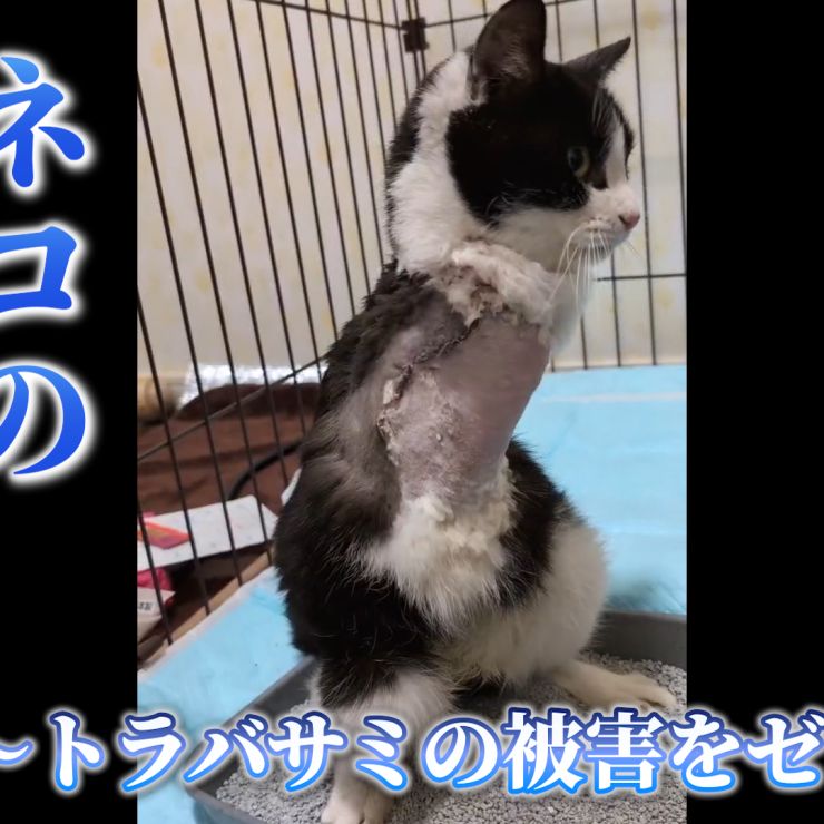 ネコの生きる力〜トラバサミの被害をゼロに〜