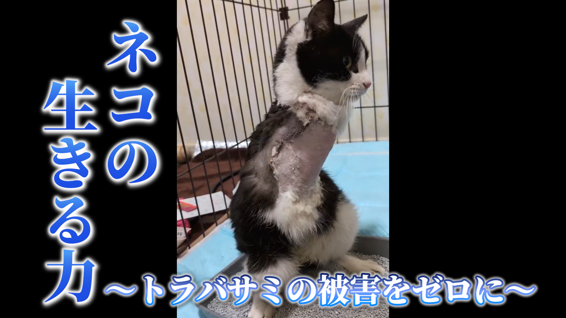 ネコの生きる力〜トラバサミの被害をゼロに〜