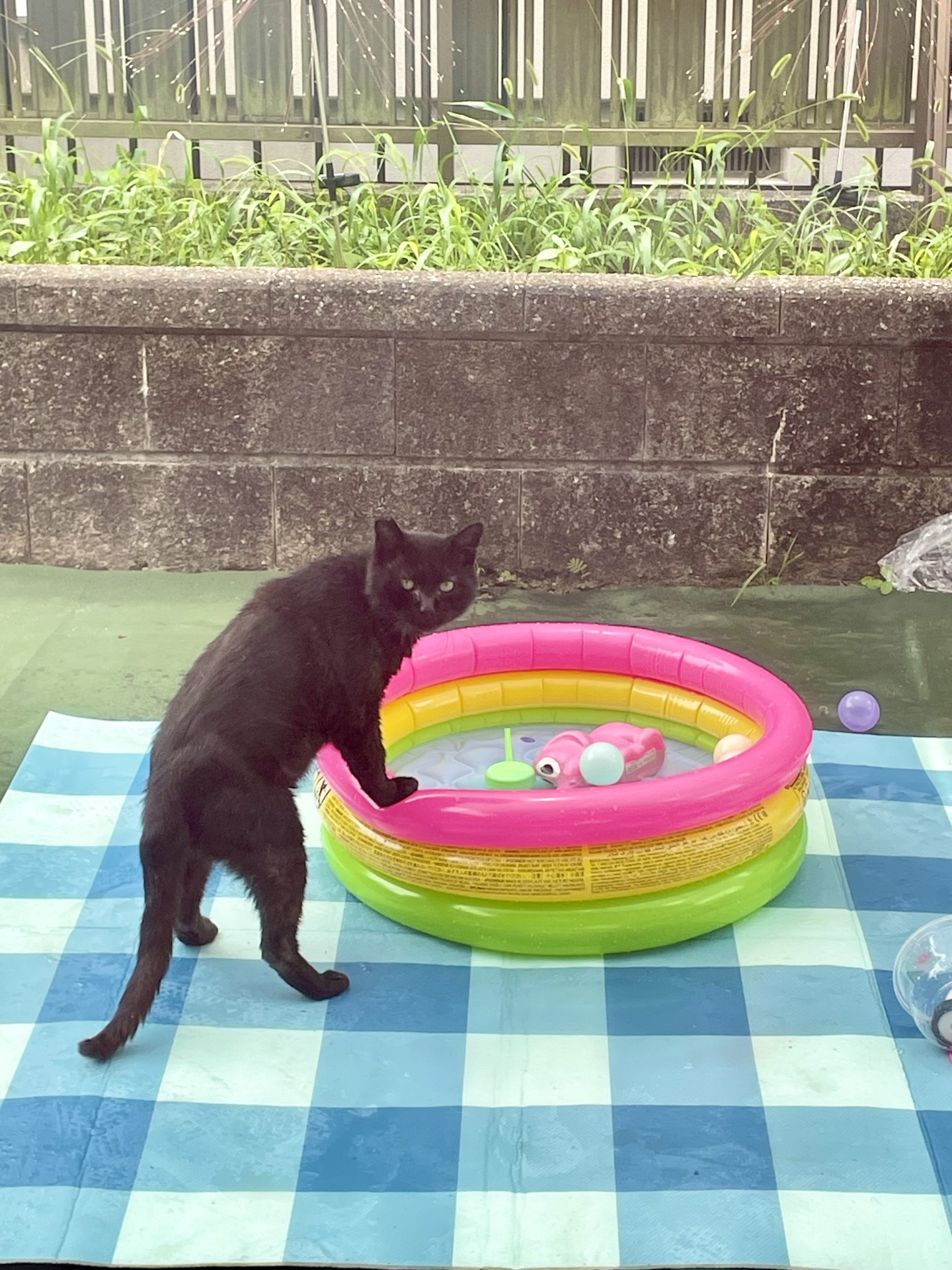 飲んでも良いですか？