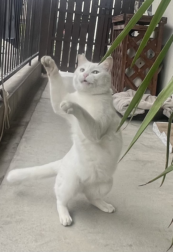 耳の聞こえないさくらねこ🌸