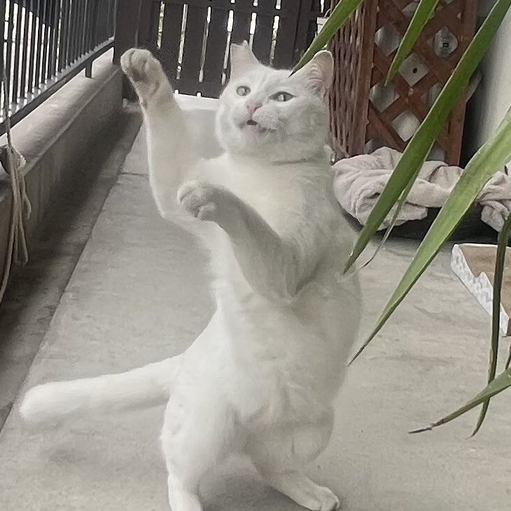 耳の聞こえないさくらねこ🌸