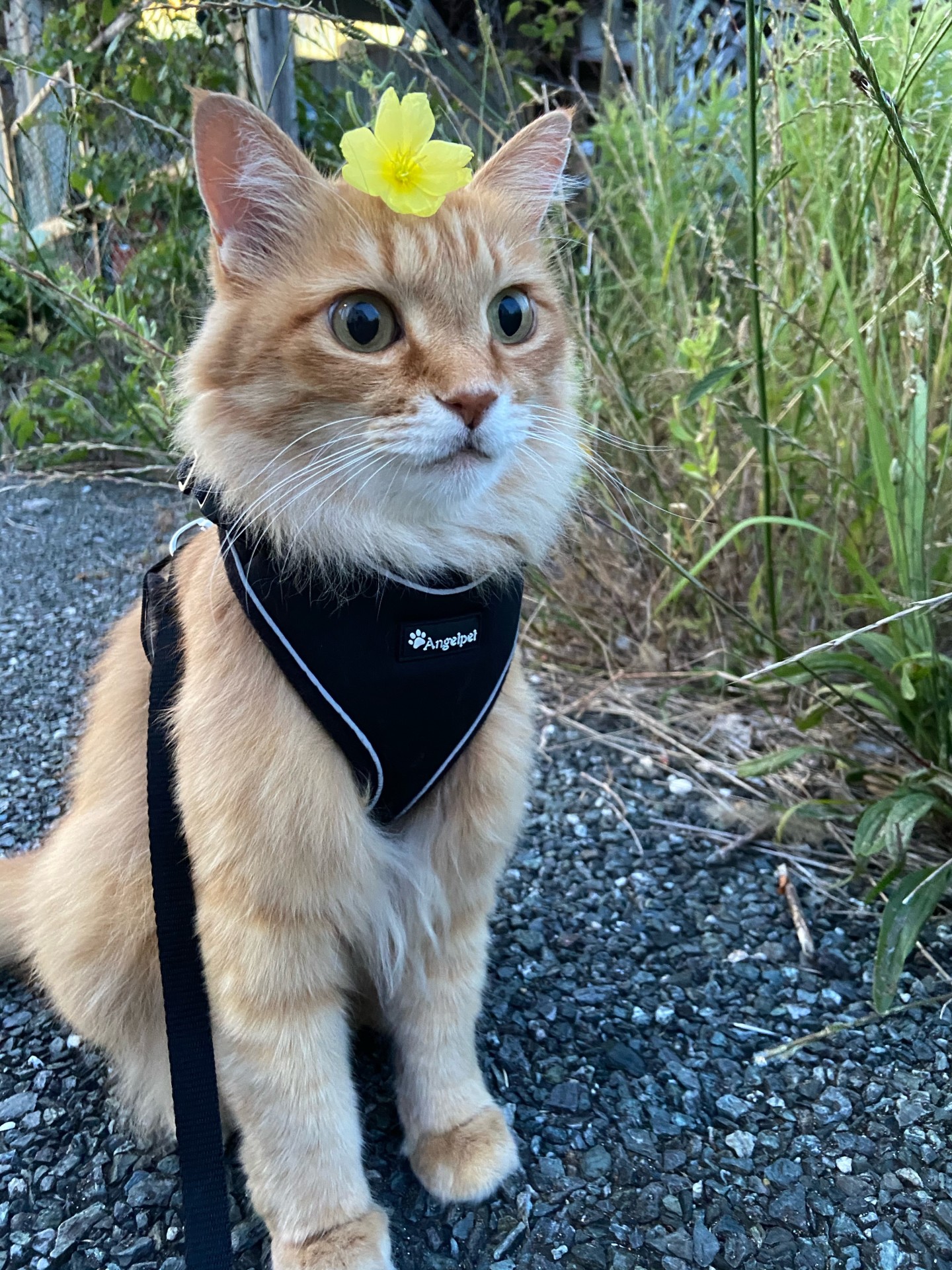 保護猫ちゃん