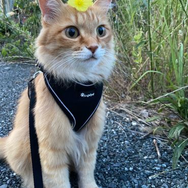 保護猫ちゃん