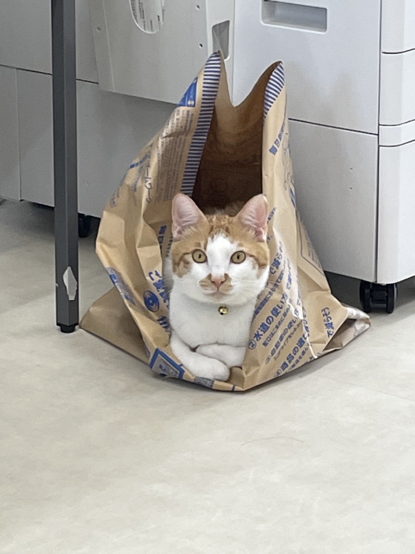 くつろいでます