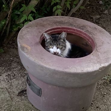 ヒンヤリ涼しいニャン