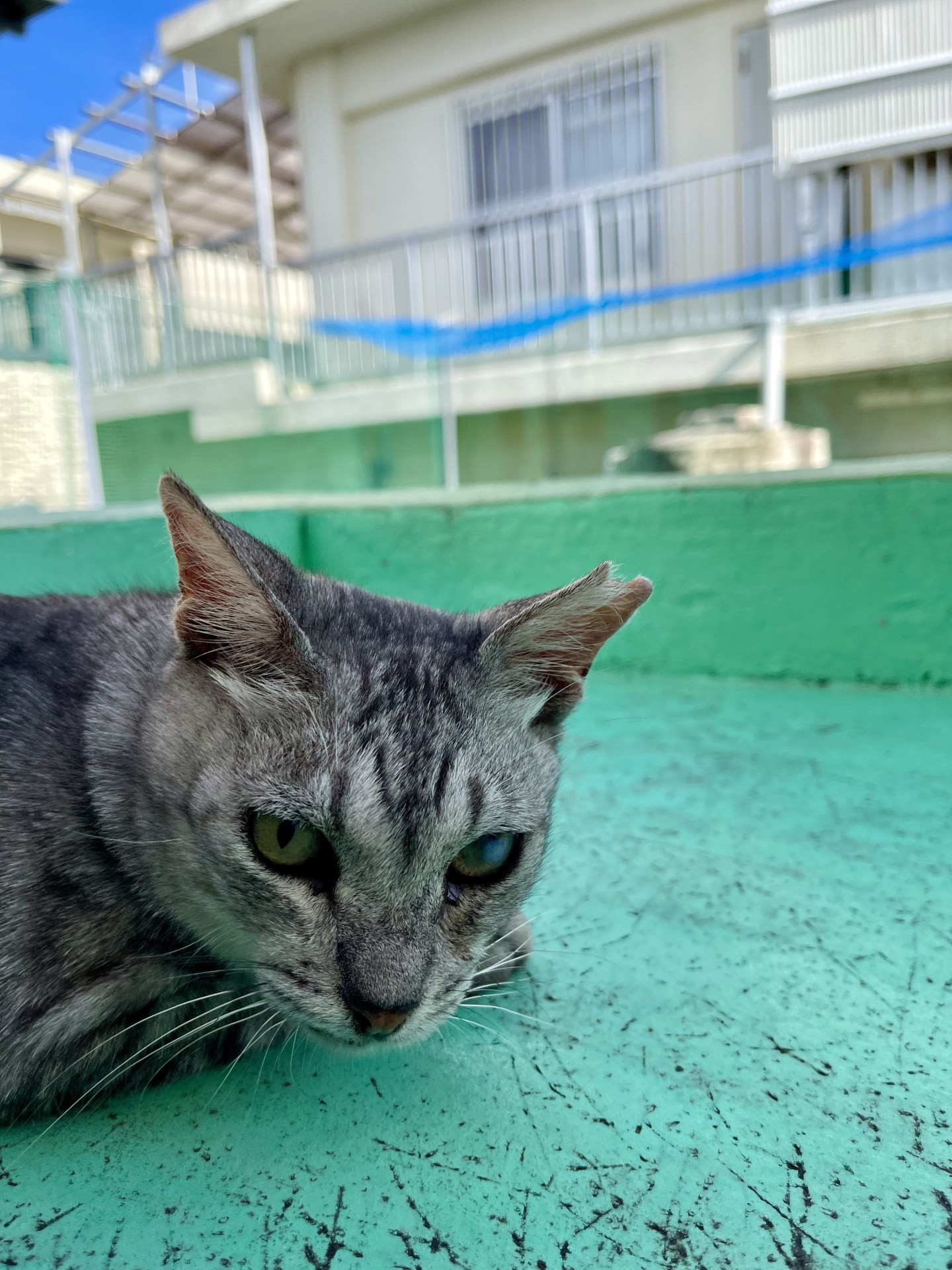ナングレさんはまだ2歳
