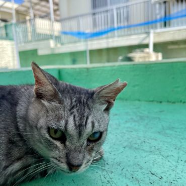 ナングレさんはまだ2歳