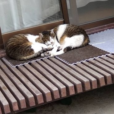 いつもいっしょ