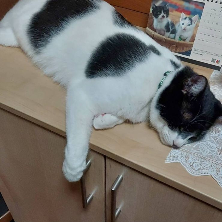 今のボク