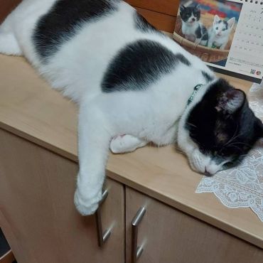 今のボク