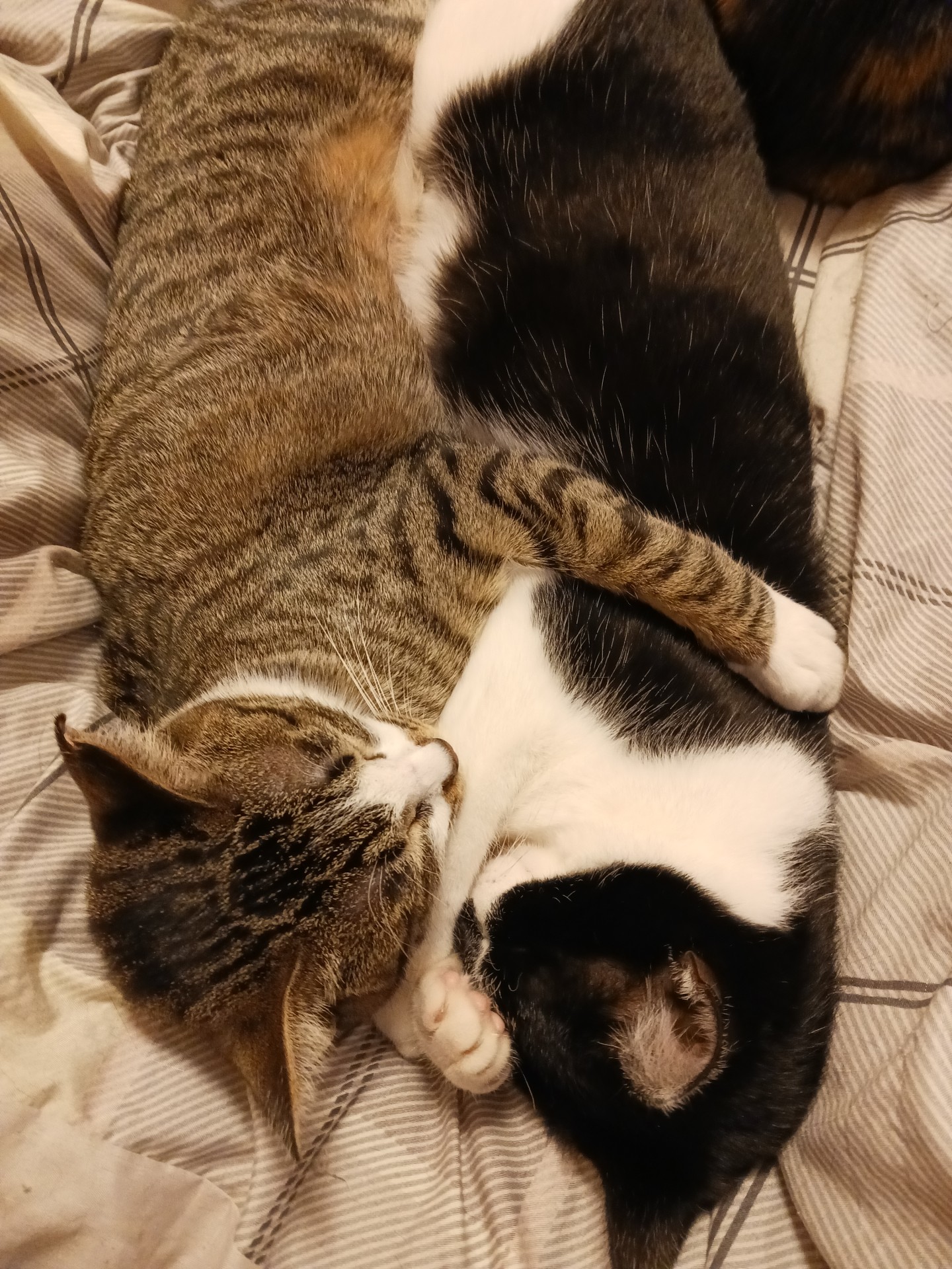 なかよし