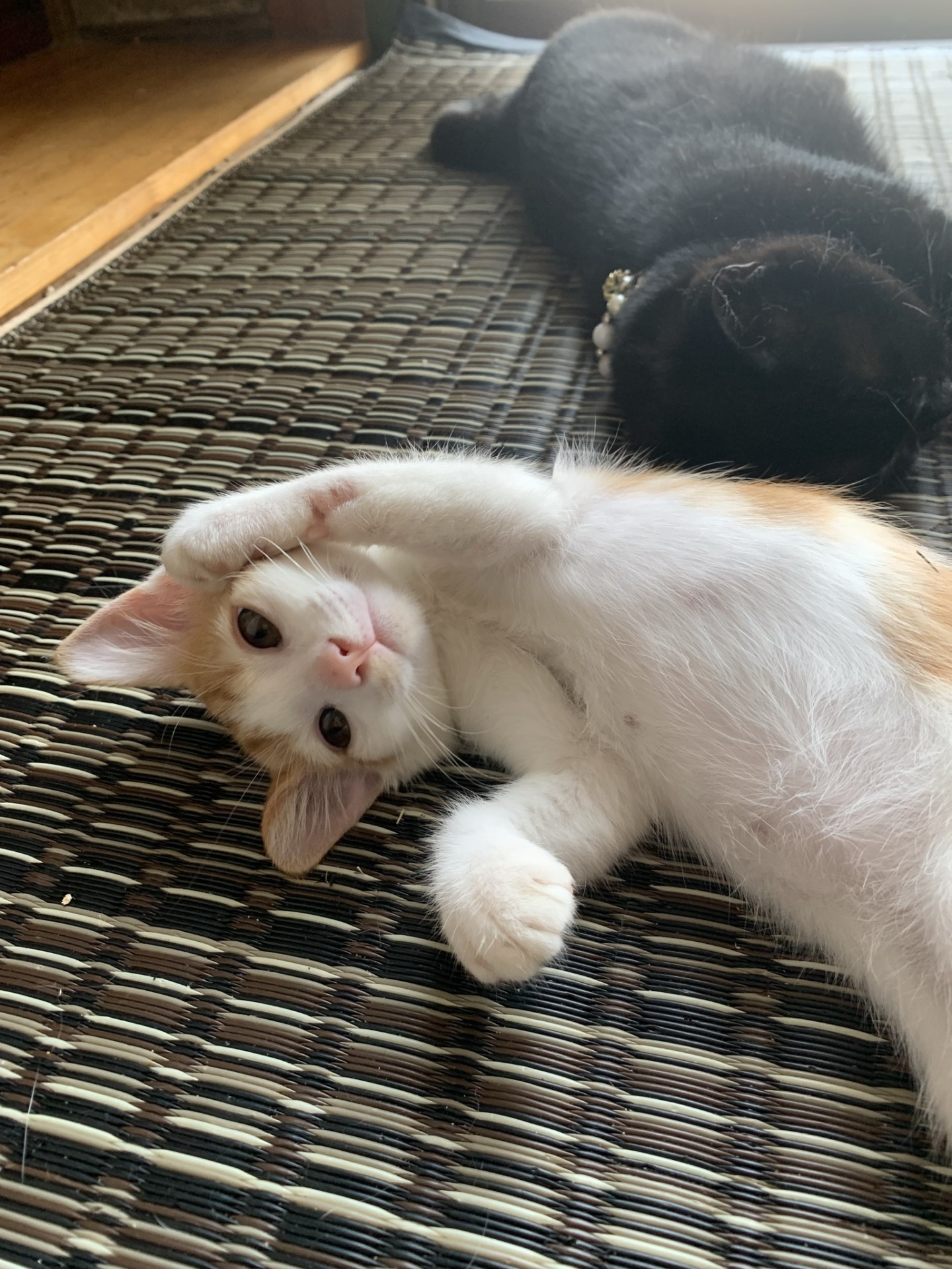 飼ってよねぇ〜