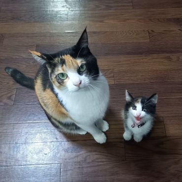 運命にゃ
