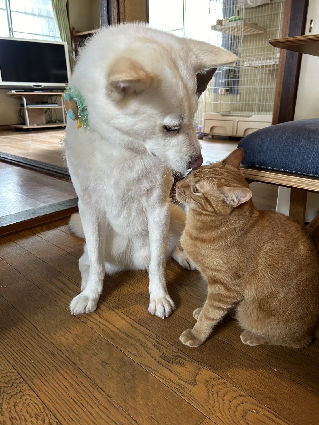 僕の家族