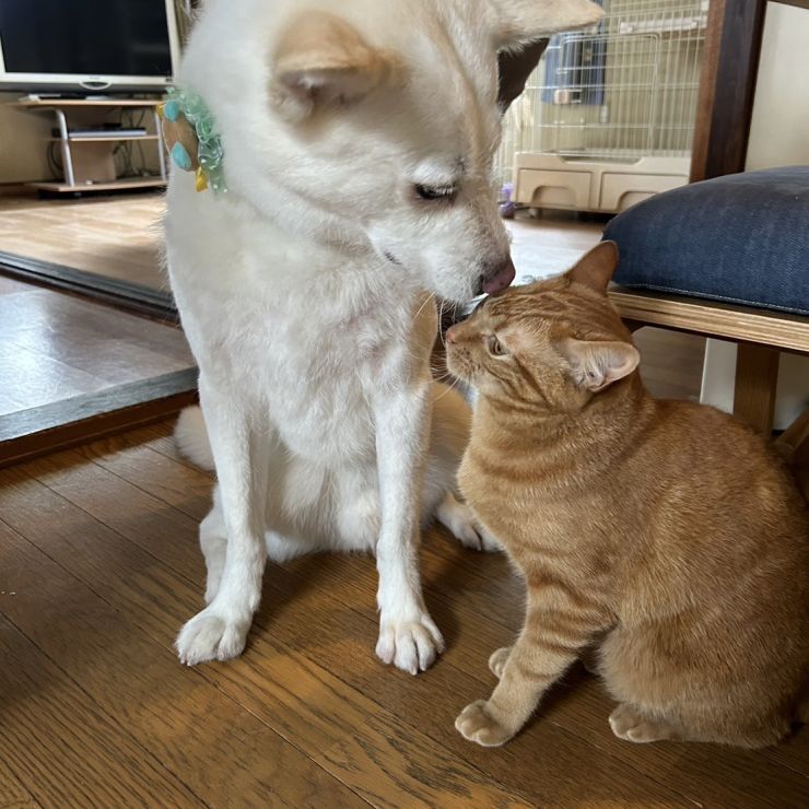 僕の家族