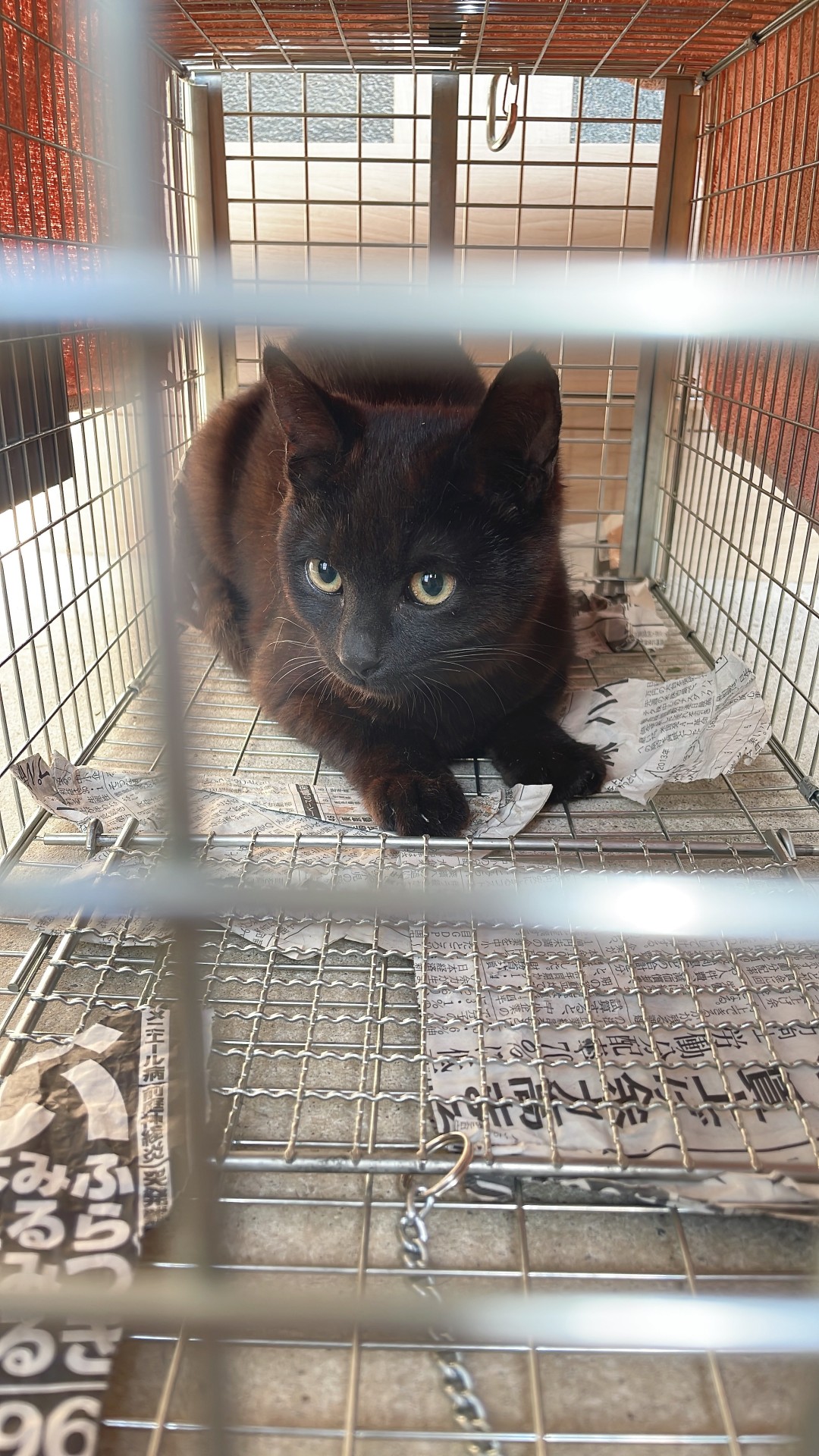 捕まったニャ