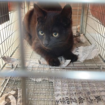 捕まったニャ