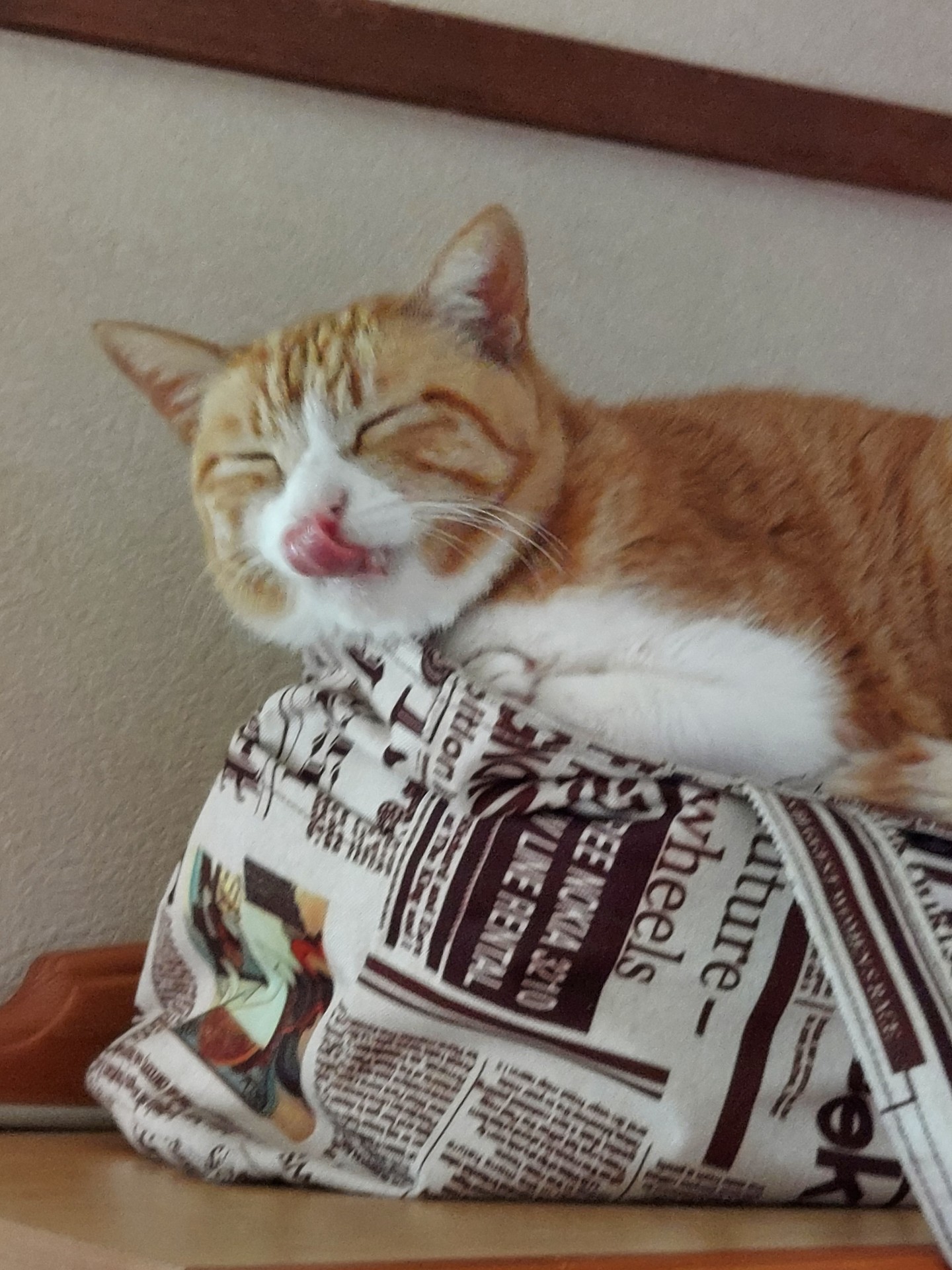 捨て猫から家猫へ～我が家でうつろぐ茶白猫チロルル