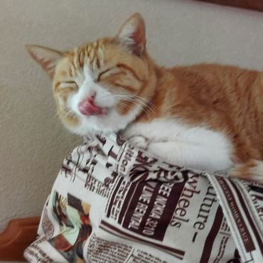 捨て猫から家猫へ～我が家でうつろぐ茶白猫チロルル