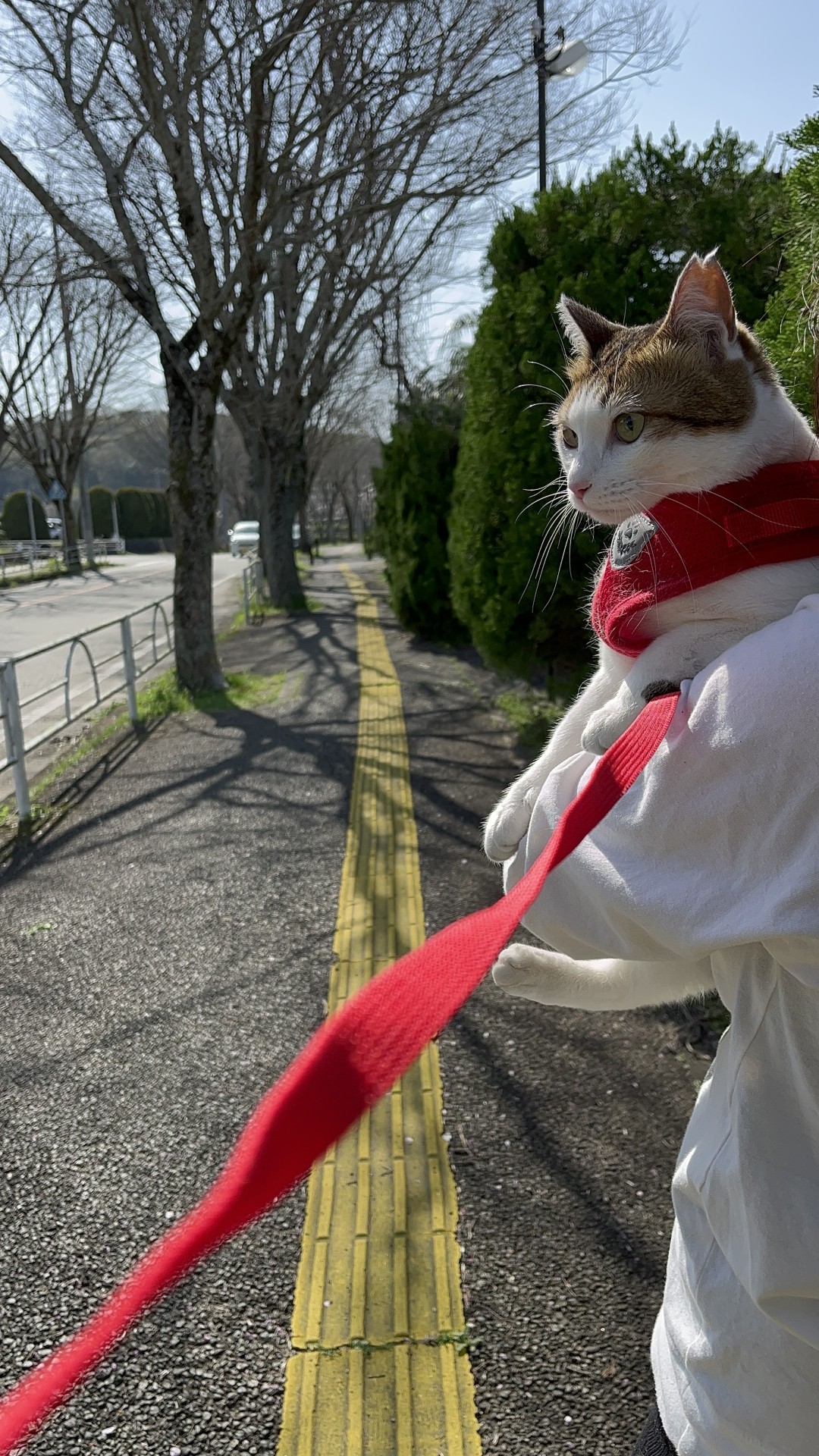 散歩は楽しいにゃ