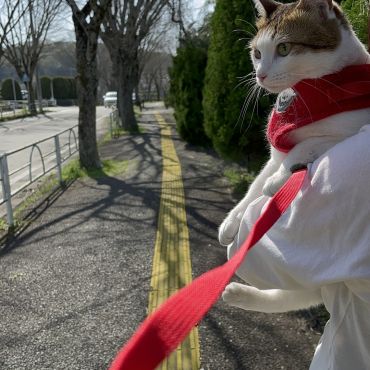 散歩は楽しいにゃ