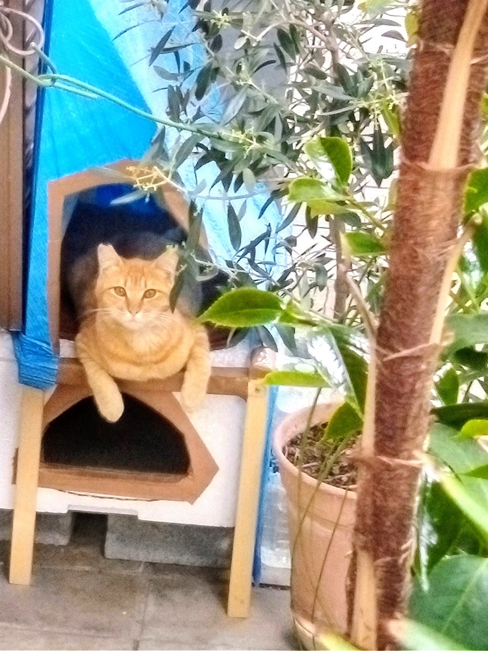 外猫でも快適！我　家主？