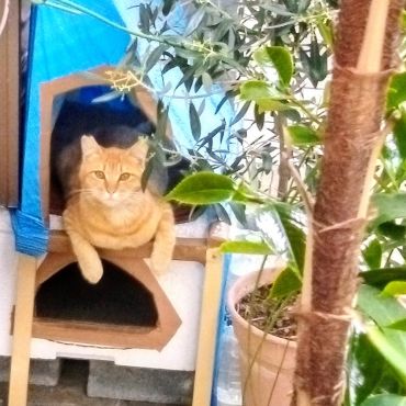 外猫でも快適！我　家主？