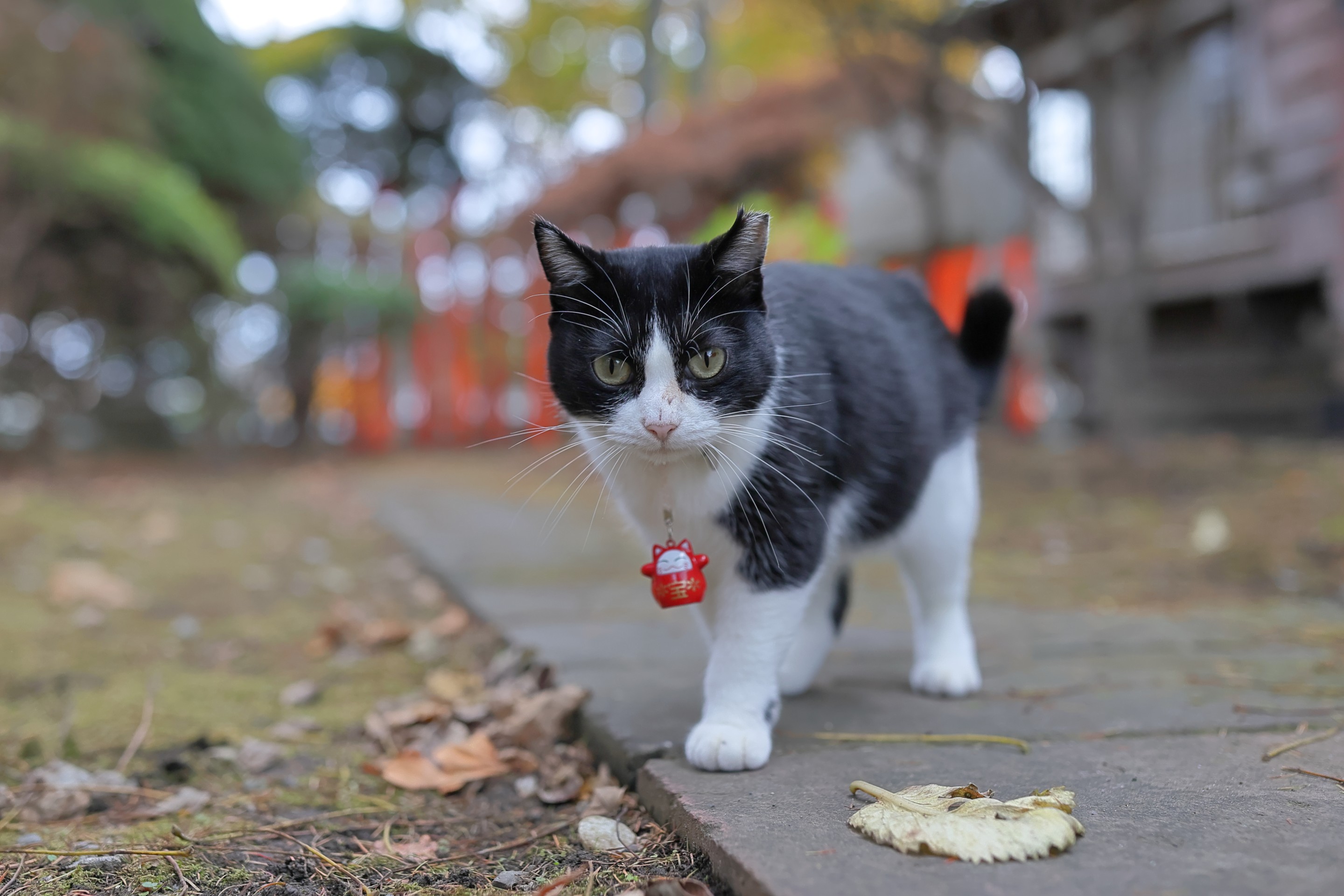 いいことあるよ