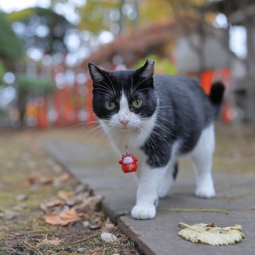 いいことあるよ