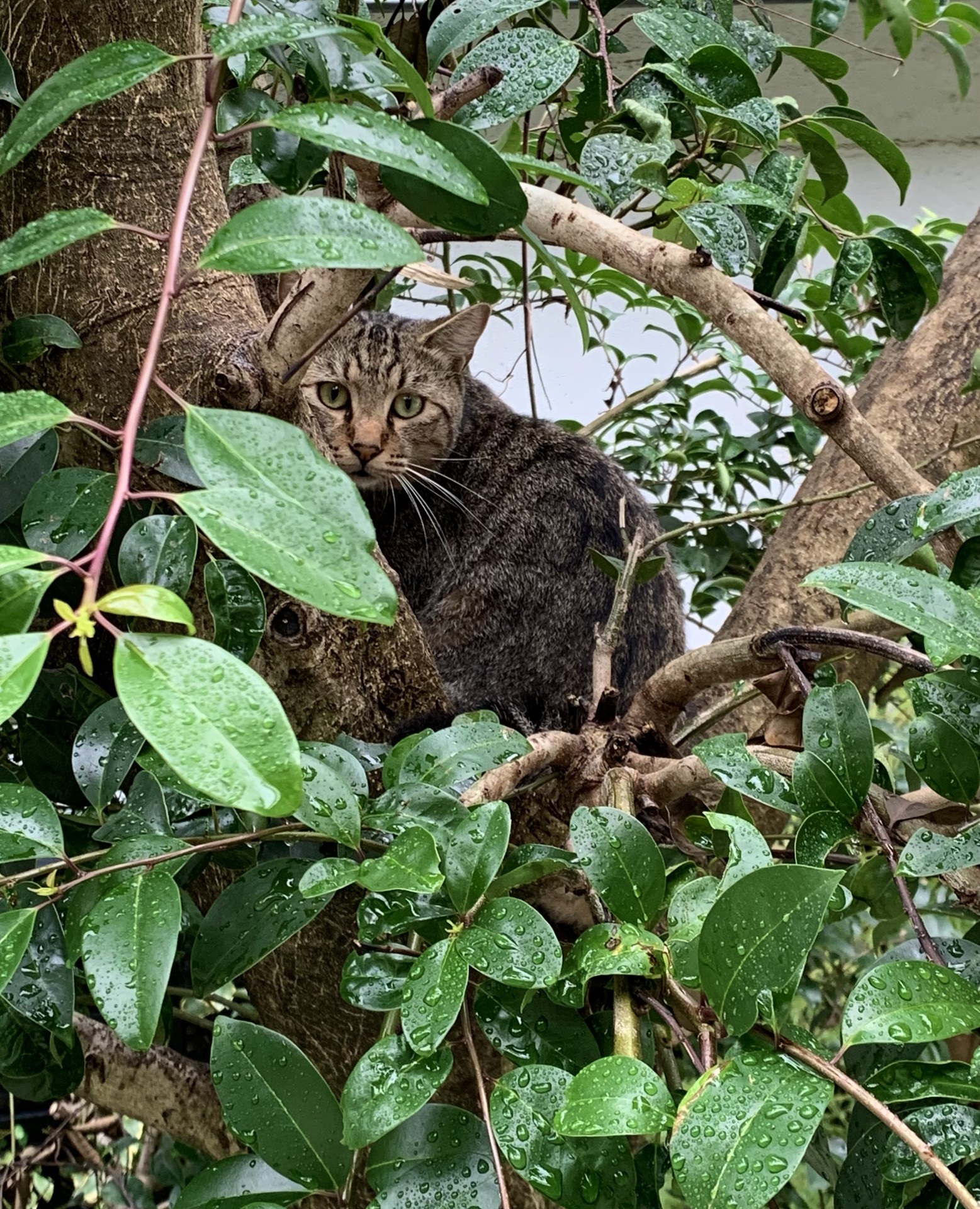 木登り三昧桜猫