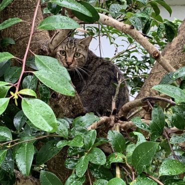 木登り三昧桜猫