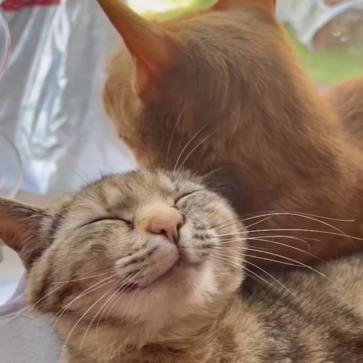 ご満悦