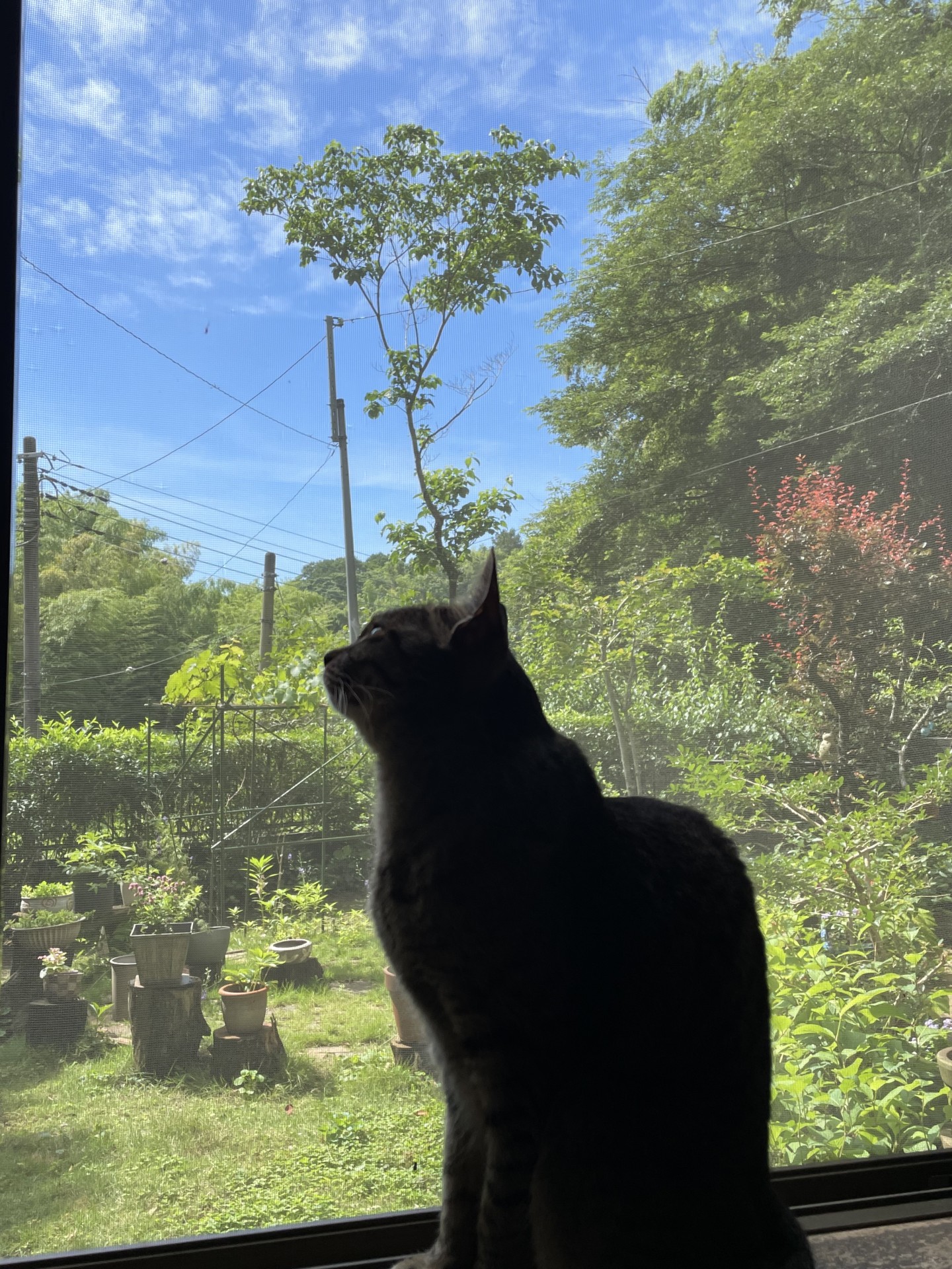 雨上がりの窓辺