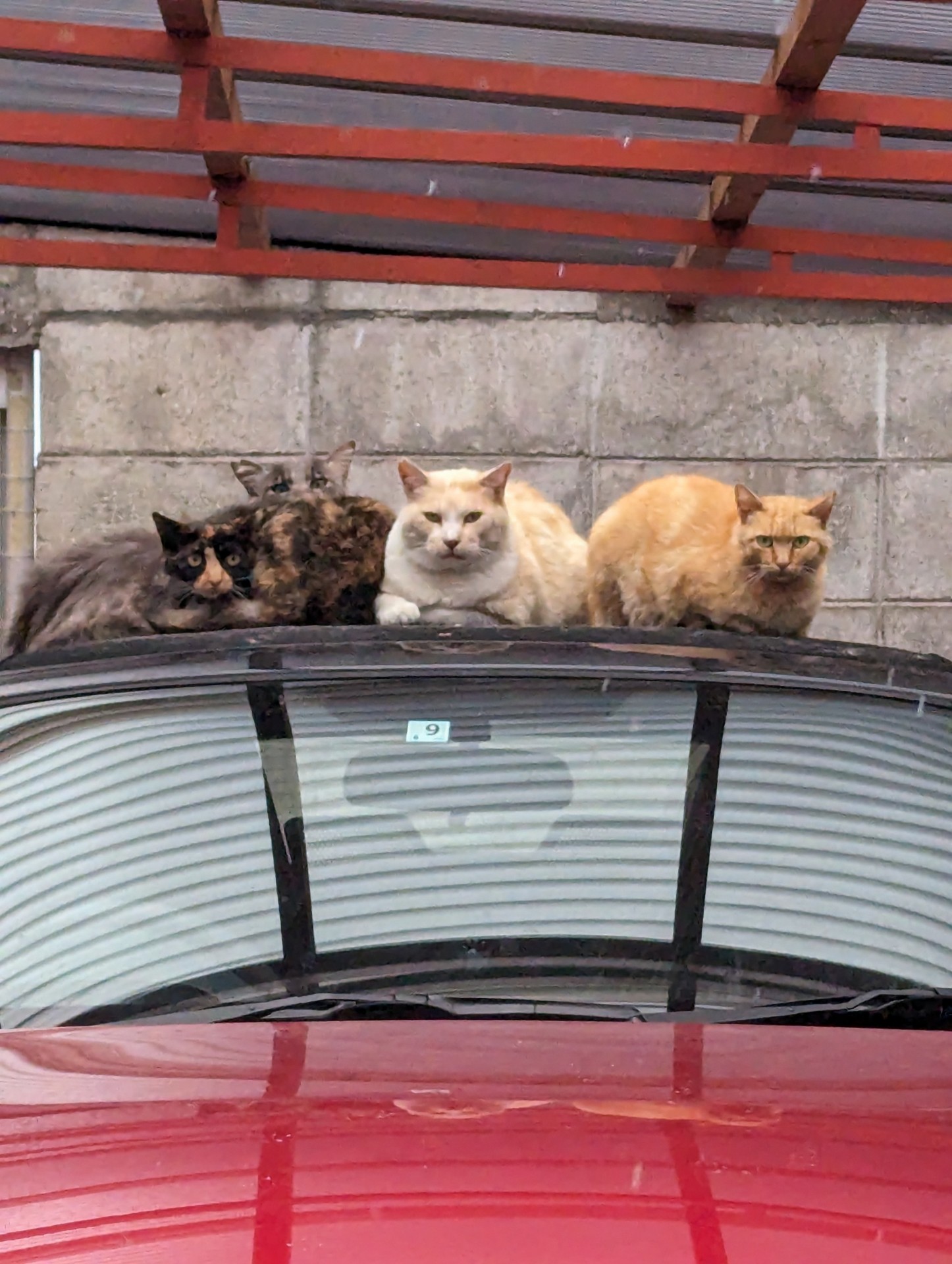 猫だんこ