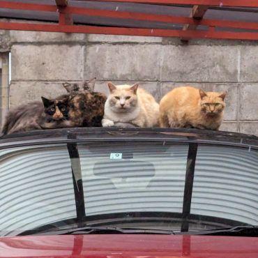 猫だんこ