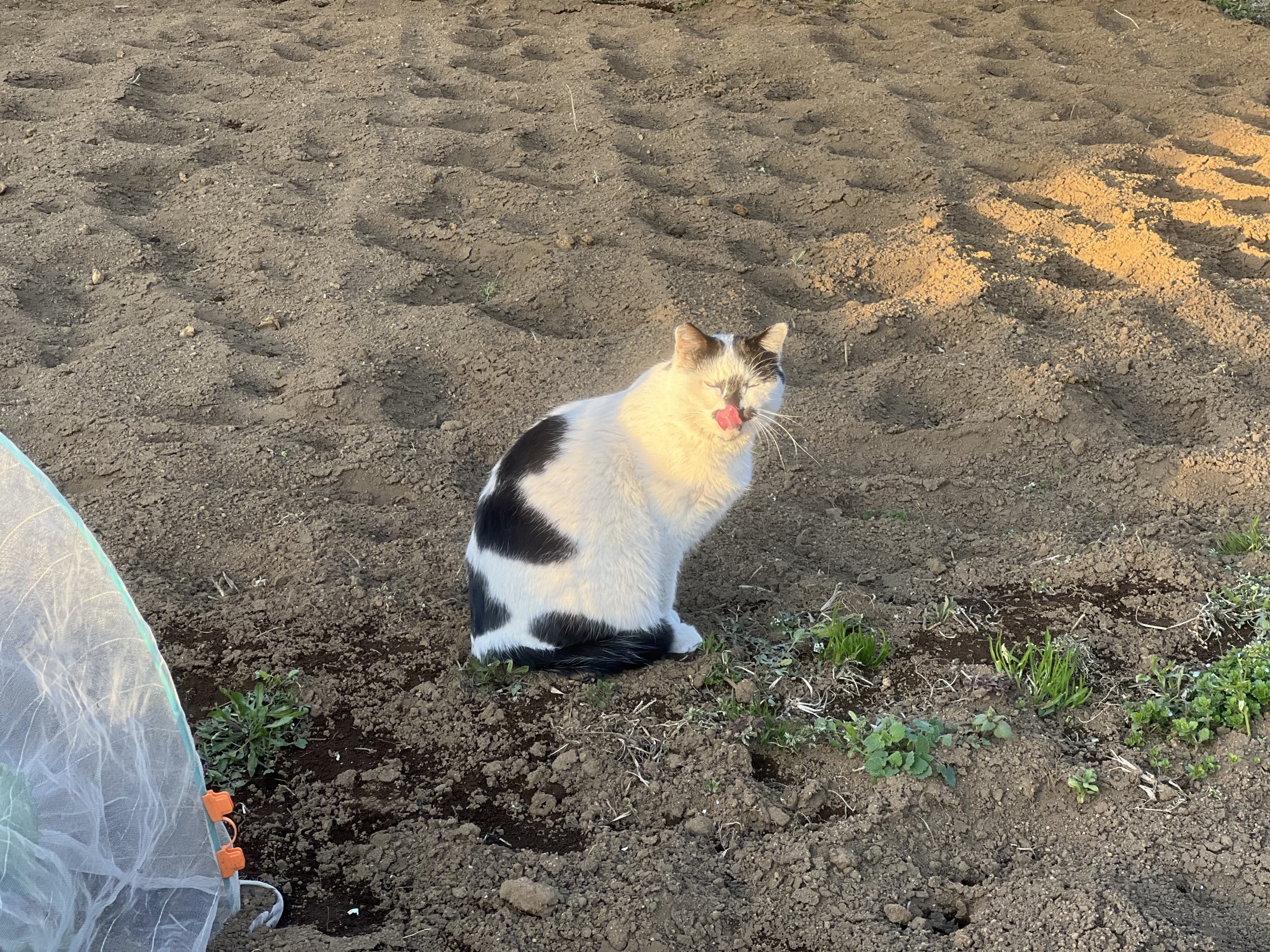 夕陽を浴びるモーモーちゃん。