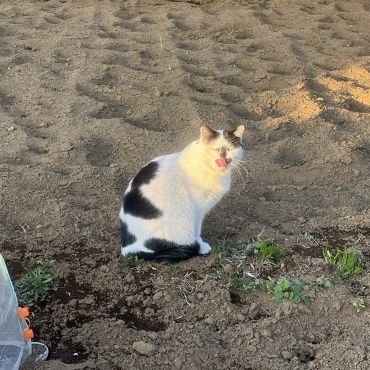夕陽を浴びるモーモーちゃん。