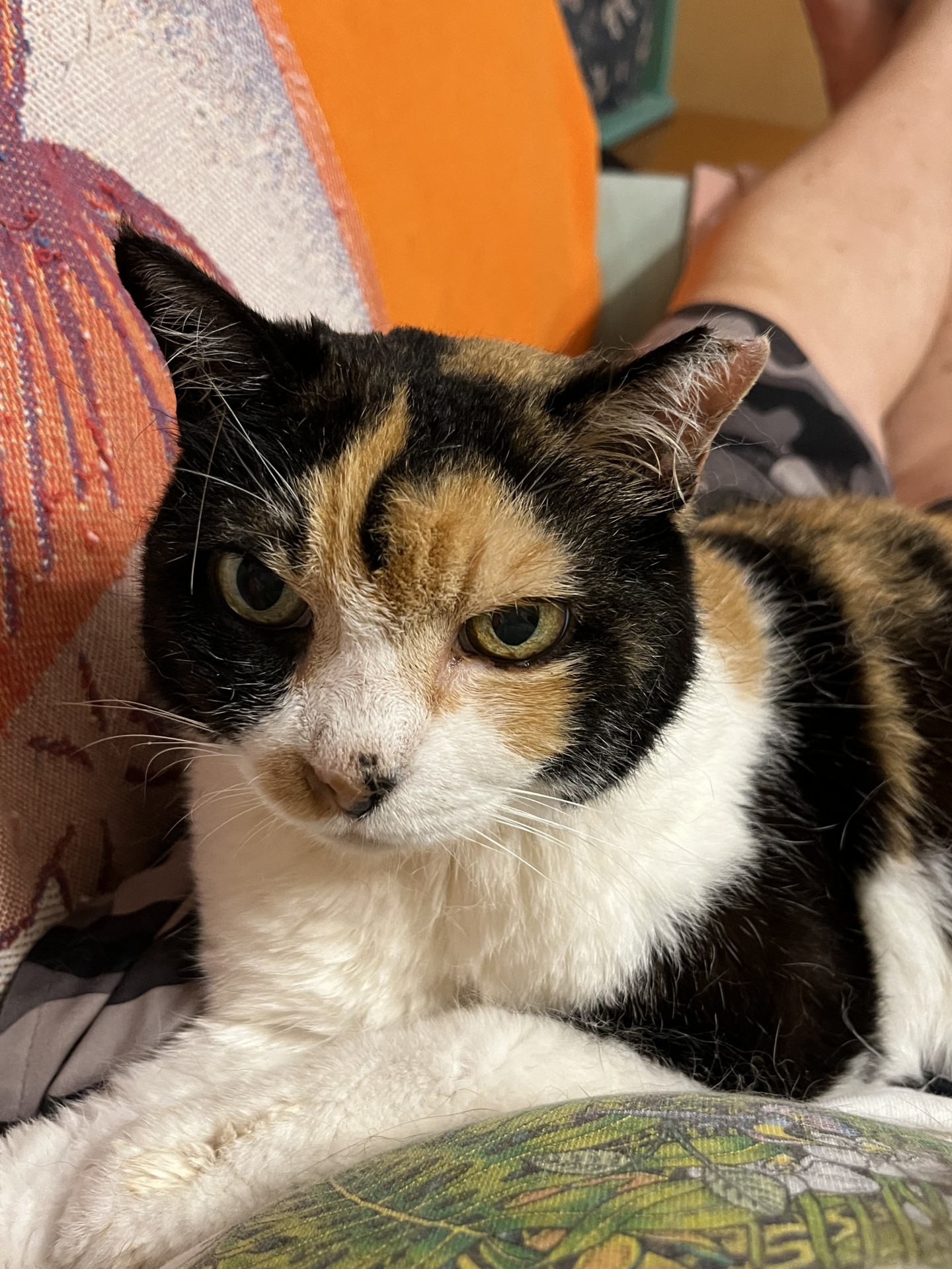 さくらねこから家猫に